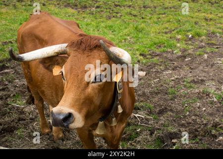 Braune Kuh mit großen Hörnern auf einer Wiese an einem sonnigen Tag Stockfoto