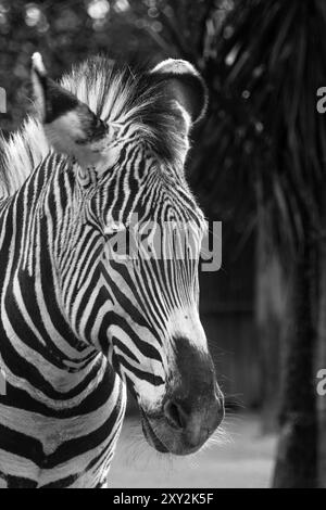 Zebra im Zoo, Schwarzweißfoto, selektiver Fokus Stockfoto