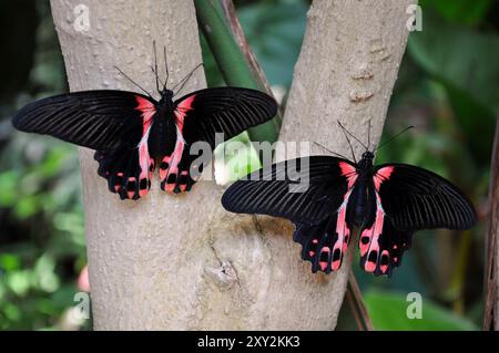 Scharlachrote Mormonenfalter auf einem Baum in den Schmetterlingsgärten. Stockfoto