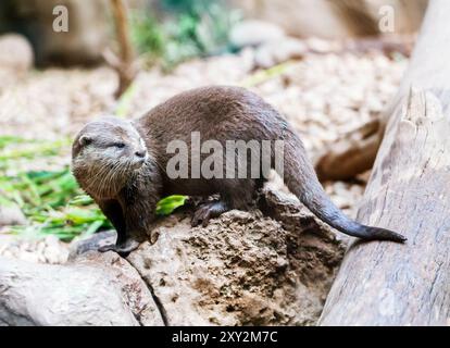 Brauner Otter in einem Zoo, der von der Kamera wegblickt Stockfoto