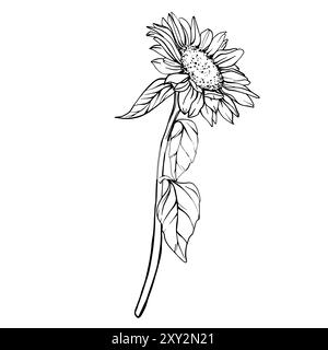 Vektor Sonnenblumenillustration. Zeichnung mit Blumenarrangements im Strichstil. Botanische Skizze mit schwarzer Tinte gemalt. Handgezeichneter Blumenstrauß Stock Vektor