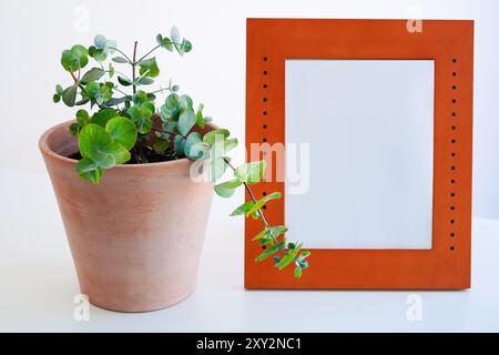 Fotorahmen und Laubhauspflanze auf weißem Hintergrund, Mockup Stockfoto