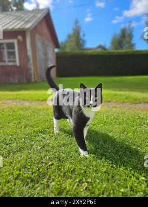 Katzenwanderung auf grünem Gras vor einem Landhauskonzept Stockfoto