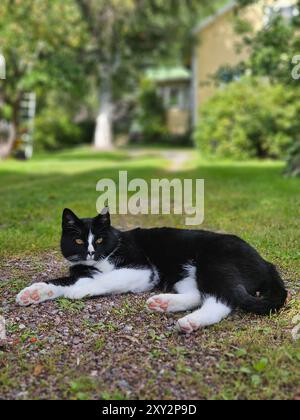 Katze, die sich auf dem Kiesweg in einem üppigen Garten-Konzept entspannt Stockfoto