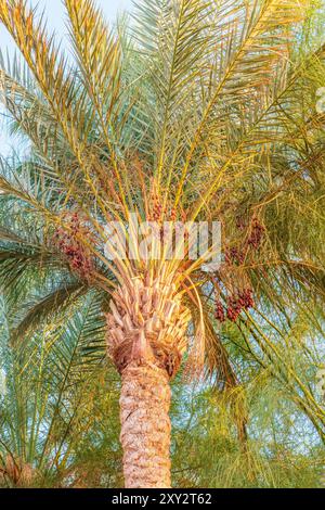 Nahaufnahme farbenfroher Datumscluster. Bereit für reife Datteln, die vom Baum hängen Stockfoto