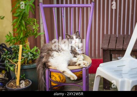 Eine faule, flauschige Katze macht es sich bequem auf dem Stuhl im Garten Stockfoto