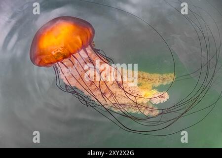 Brennnessel im Pazifischen Meer, Chrysaora fuscenscens, Westport Marina, Westport, Washington State, USA Stockfoto