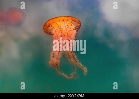 Brennnessel im Pazifischen Meer, Chrysaora fuscenscens, Westport Marina, Westport, Washington State, USA Stockfoto