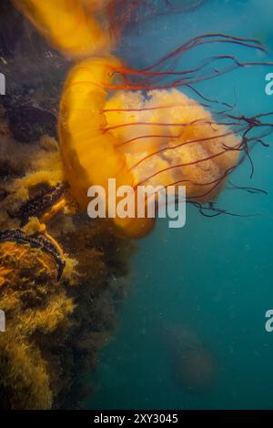 Brennnessel im Pazifischen Meer, Chrysaora fuscenscens, Westport Marina, Westport, Washington State, USA Stockfoto