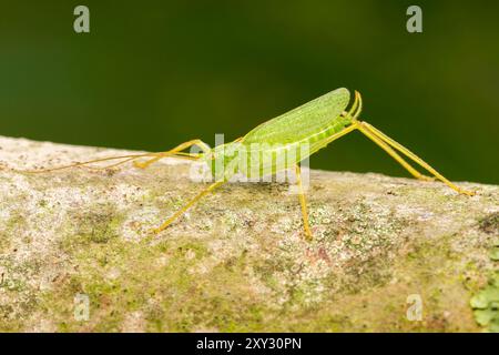 Oak Bush-Cricket, Meconema thalassinum, alleinerwachsener Mann, der auf einem Baum ruht, Norfolk, Vereinigtes Königreich, 27. August 2024 Stockfoto