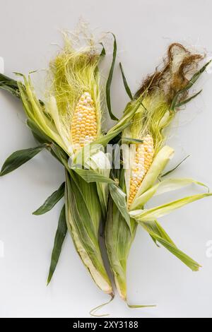Frisch gepflückte Maisohren mit den Schalen nach hinten geschält, sodass die Kerne freigelegt werden. Stockfoto