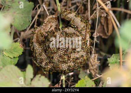 Europäisches Papierwasp-Nest (Polistes dominulus) Stockfoto