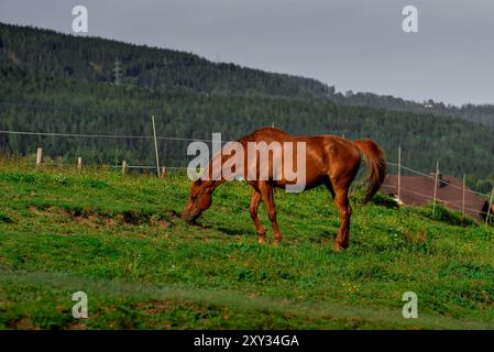 Ein Pferd weidet auf einem Bauernhof zwischen den Alpen. Stockfoto