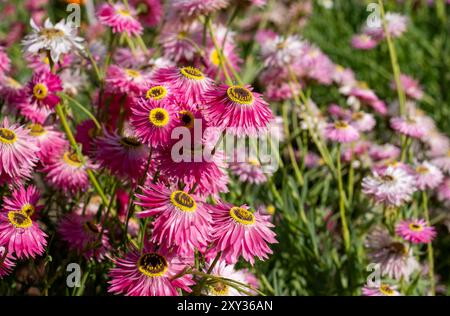 Gruppe von hellrosa Rodanthe-Blüten mit gelben Zentren. Fotografiert in der Augustsonne in Capel Manor, Enfield, London, Großbritannien. Stockfoto