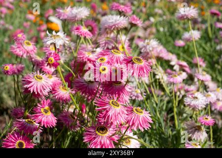 Gruppe von hellrosa Rodanthe-Blüten mit gelben Zentren. Fotografiert in der Augustsonne in Capel Manor, Enfield, London, Großbritannien. Stockfoto