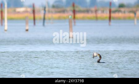Ein Bild eines großen Kormorans (Phalacrocorax carbo) mit einem Flunder (Platichthys flesus), der im Podelta schwimmt, Holzfischstangen Stockfoto