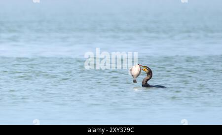 Ein minimalistisches Bild eines großen Kormorans (Phalacrocorax carbo) mit Flunder (Platichthys flesus), weichem blauem Wasser, Kopierraum, Negativraum, r Stockfoto
