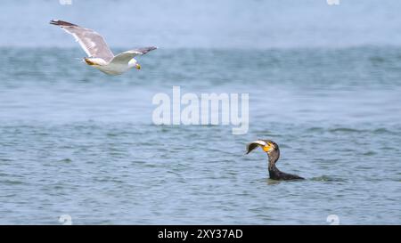 Ein Bild eines großen Kormorans (Phalacrocorax carbo) mit einem Flunder (Platichthys flesus) und einer fliegenden Möwe, Minimalismus, Kopierraum Stockfoto