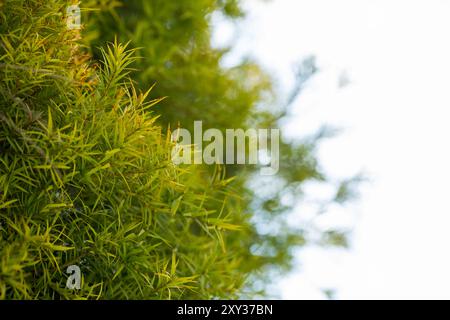 Nahaufnahme der Melaleuca linariifolia-Pflanze Stockfoto