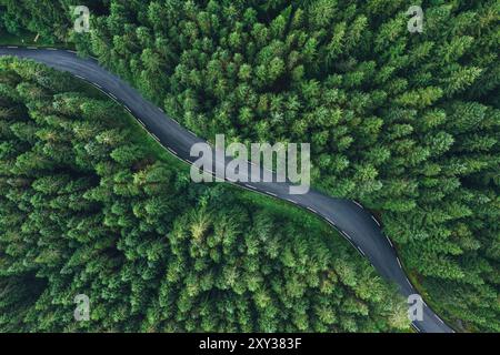Green Pines Trees aus der Vogelperspektive mit gekrümmter Asphaltstraße. Reise, Transport und Schönheit in der Natur Konzeptbild. Sommer Norwegen, Europa. Stockfoto