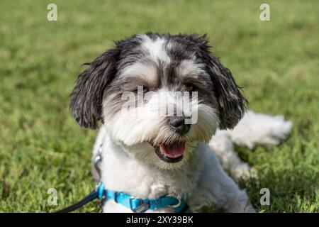 Bezauberndes Porträt eines schwarz-weißen Havaneshunds. Stockfoto