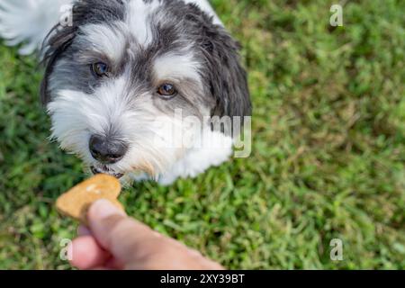 Training eines schwarz-weiß-havanischen Hundes mit einem Hundegebäck im Freien. Stockfoto