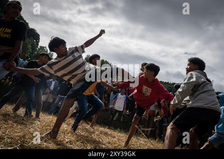 Toraja Utara, Süd-Sulawesi, Indonesien. August 2024. Eine Reihe von Männern treten sich gegenseitig, während sie die Sisemba-Tradition in Panggala, North Toraja Regency, South sulawesi, Indonesien, beibehalten. Am Donnerstag, 27. August 2024. Die Tradition ist ein Ausdruck der Dankbarkeit für die Kulturen und basiert auf der Überzeugung, dass die Veranstaltung sie für die bevorstehenden Arbeiten begeistern wird, um die nächsten reichlichen Ernten zu erhalten. Ohne Sisemba zu spielen, glauben die Leute von Tana Toraja, dass es zu Ernteversagen kommen wird. Die Tradition soll Verwandtschaftswerte aufrechterhalten. Teilnehmer mit fa Stockfoto