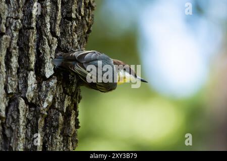 Braunköpfige Nuthatch an der Seite des Baumes Stockfoto