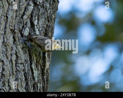 Braunköpfige Nuthatch an der Seite des Baumes Stockfoto