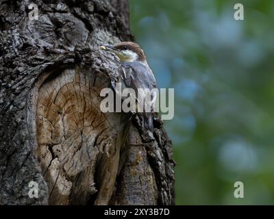 Braunköpfige Nuthatch an der Seite des Baumes Stockfoto