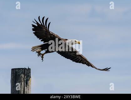 Ein Weißkopfseeadler (Haliaeetus leucocephalus) startet von einem Holzhaufen auf der Sidney Spit im Gulf Islands National Park Reserve in British Columbia, Canad Stockfoto