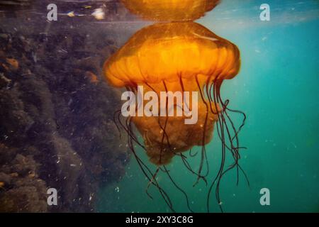 Brennnessel im Pazifischen Meer, Chrysaora fuscenscens, Westport Marina, Westport, Washington State, USA Stockfoto