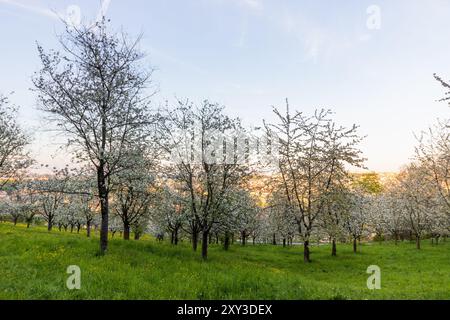 Blühende Bäume auf dem Petrin-Hügel in Prag, Tschechische Republik Stockfoto