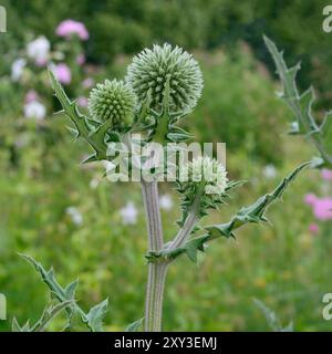 Glockendistel Echinops Sphaerocephalus, vertikale Nahaufnahme junger frischer grüner Pflanzen, große detaillierte mehrfache kugelförmige Dornblumenköpfe, dekorativ Stockfoto