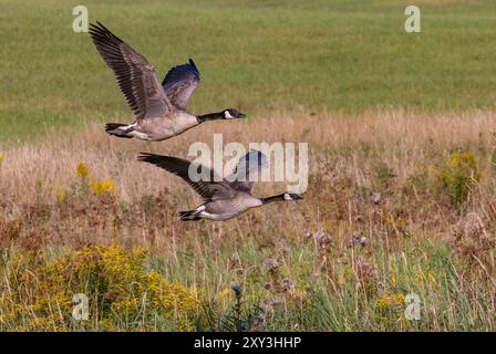 Kanadiengänse fliegen an einem Augustabend im Norden von Wisconsin in ein Feuchtgebiet. Stockfoto