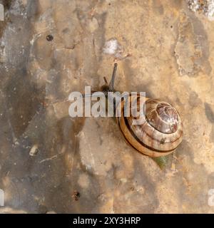 Common Garden Snail Cornu asperse klettert über Steine in einem Garten in North Norfolk, Großbritannien Stockfoto