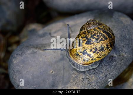 Common Garden Snail Cornu asperse klettert über Steine in einem Garten in North Norfolk, Großbritannien Stockfoto