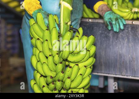 Bediener, der Bananenbündel in einer Verpackungsanlage schneidet Stockfoto