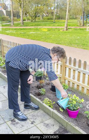 Ältere holländische Frau, die im Garten mit Gießkanne gießt Stockfoto