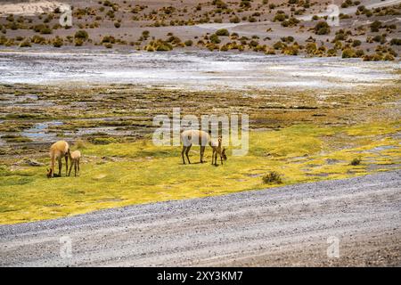 Vicuñas Weiden am Ufer des Sees bei Canapa bolivianischen Hochebene in Bolivien Stockfoto