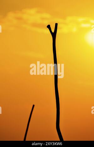 Rot-, Gelb- und Orange-Farben eines wunderschönen Sonnenuntergangs füllen den Rahmen mit zwei Holzstäbchen der Polers im Okavango Delta als Silhouetten vor dem Hotel Stockfoto