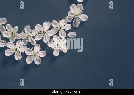 Weiße Blumen von Apple Tree auf dunklem Hintergrund Stockfoto