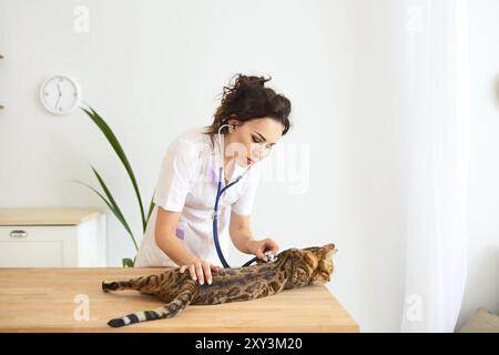 Tierarzt Arzt macht einen Check-up eines süßen schöne Katze. Veterinär Konzept Stockfoto