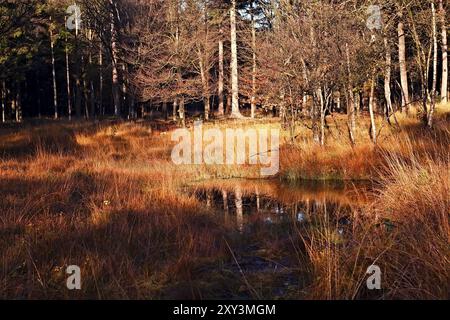 Kleiner Sumpf und Teich im wilden Herbstwald Stockfoto