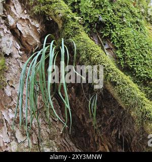 Moos und Pflanzen wachsen auf einem Baum in Nepal Stockfoto