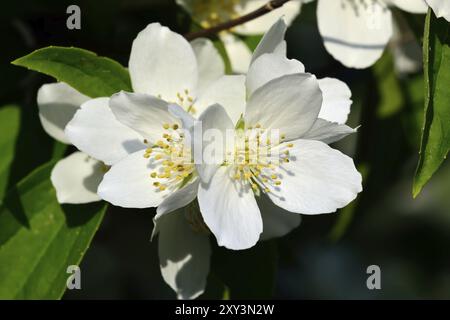 Blumen Mock-Orange (Philadelphus) schließen gegen den blauen Himmel Stockfoto
