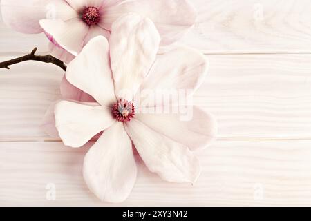 Magnolia soulangeana Blume auf weißem Holz- Hintergrund. Kopieren Sie Platz für Text Stockfoto