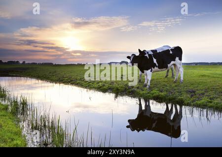 Zwei schwarze und weiße Milchkühe am Fluss bei Sonnenuntergang Stockfoto