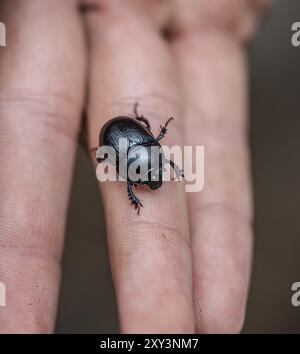 Großer schwarzer Käfer an einem Kinderfinger Stockfoto