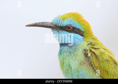 Grünbienenfresser (Merops orientalis), Mirbat, Salalah, Dhofar, Oman, Asien Stockfoto